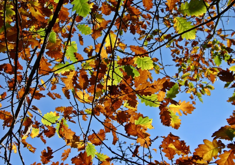 fall color, fall foliage, plant, forest, maple leaf, bright, natural condition, branch, 2K, oak, oak leaf, quercus, tree, autumn colours, golden autumn