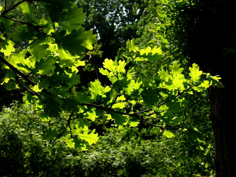 nature, freshness, golden, beauty in nature, 2K, tranquility, leaves, spring, green color, flower, selective focus, bright, sunlight, plant part, outdoors