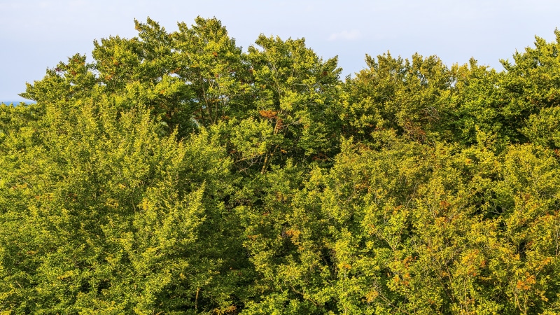 orange, tree, food and drink, landscape, yellow, environment, trees, background, canopy, no people, nature, day, forest, autumn, lush foliage, green color
