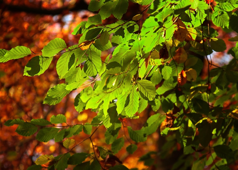 food and drink, green, plant, mood, change, sun, food, tranquility, shine through, tree, freshness, gloss, sunlight, outdoors, close, bright, plant part