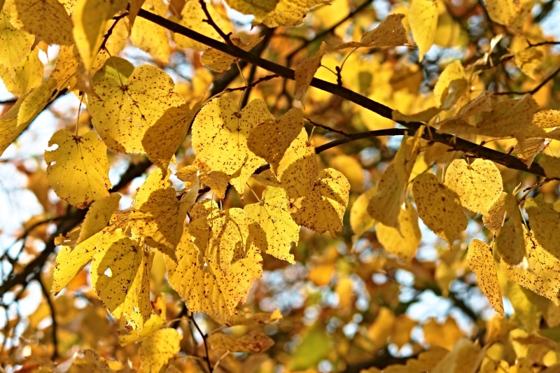 branch, natural condition, back light, outdoors, day, plant, color, colorful, autumn, autumn forest, backgrounds, sun, close-up, aesthetic, autumn colours