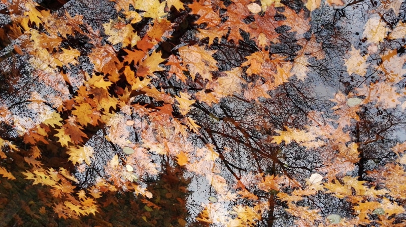 transience, aesthetic, live, water, leaves, full frame, tree, death, haunting, no people, basic, surface, orange color, plant part, golden, trees, dry