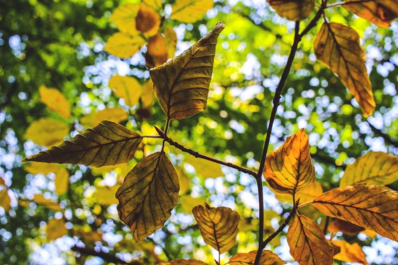 vulnerability, plant part, hell, focus on foreground, autumn, colorful, relaxation, natural condition, leisure, plant, leaf, green, aesthetic, sky, outdoors