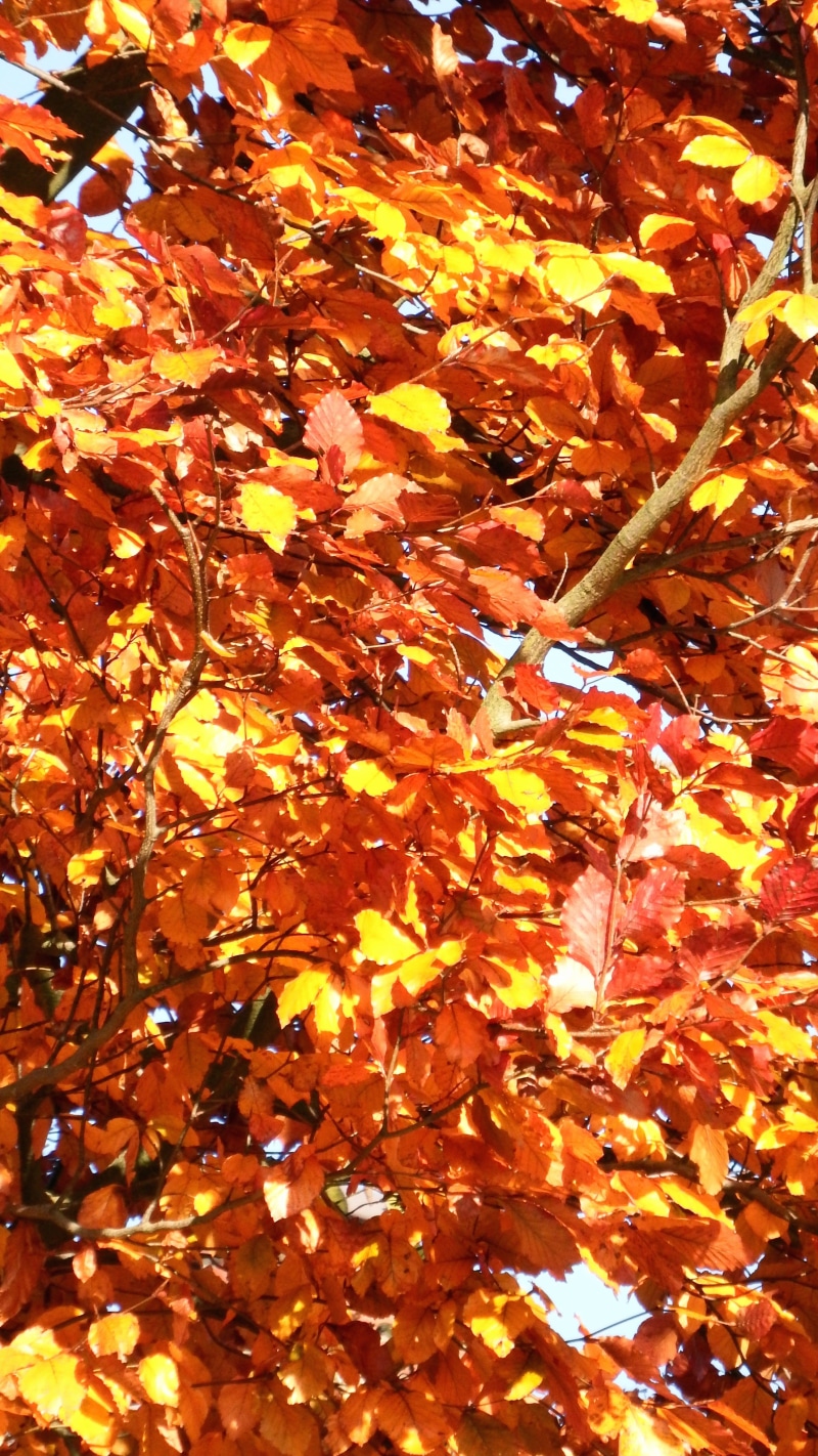 transience, orange, colorful, forest, high angle view, yellow, Yellow, red, Leaves, stengel, outdoors, no people, nature, plant, background, backgrounds