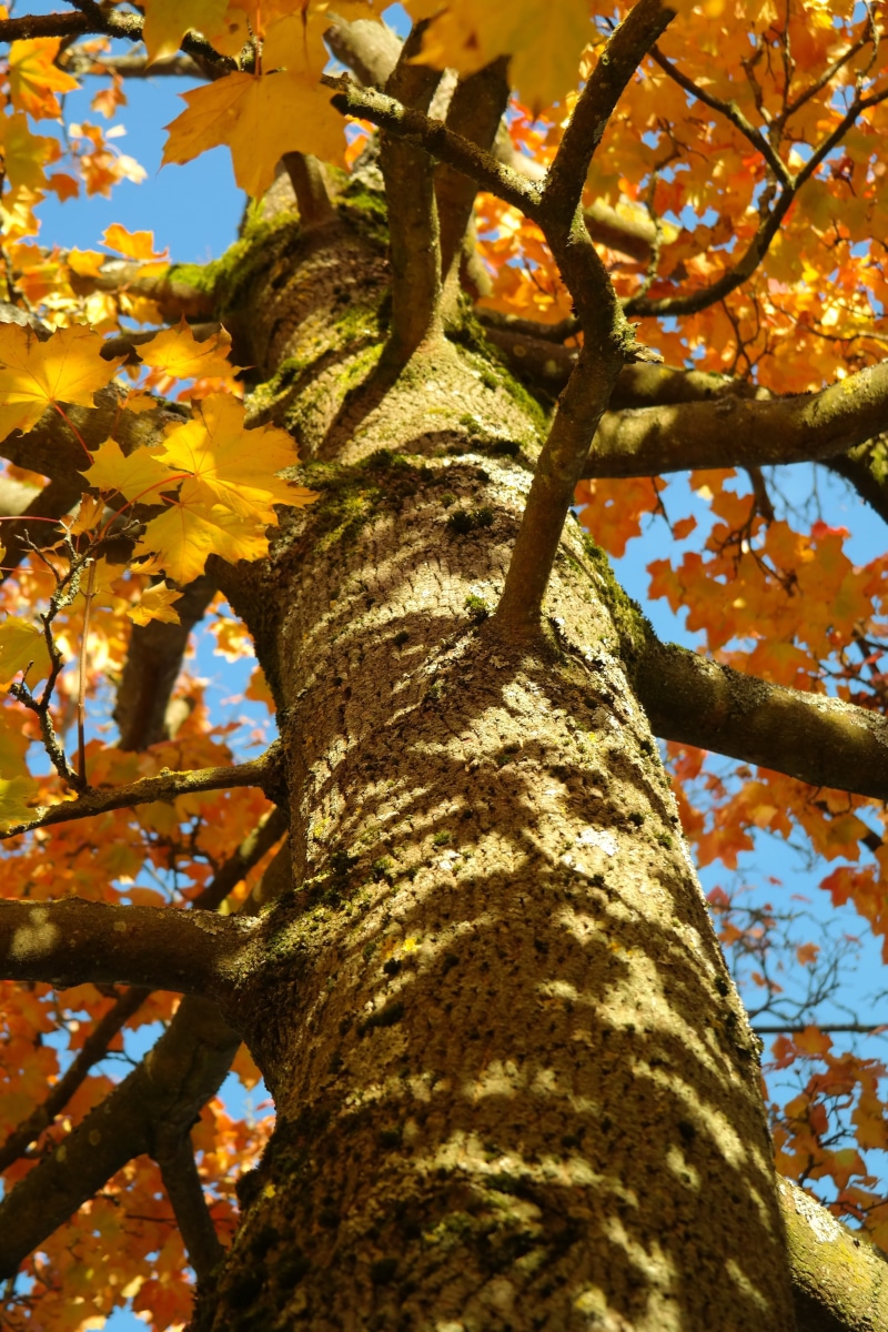 springtime, october, fall foliage, day, autumn colours, Maple, leaf, gold, maple leaves, golden yellow, plant, yellow, aesthetic, fall leaves, branches