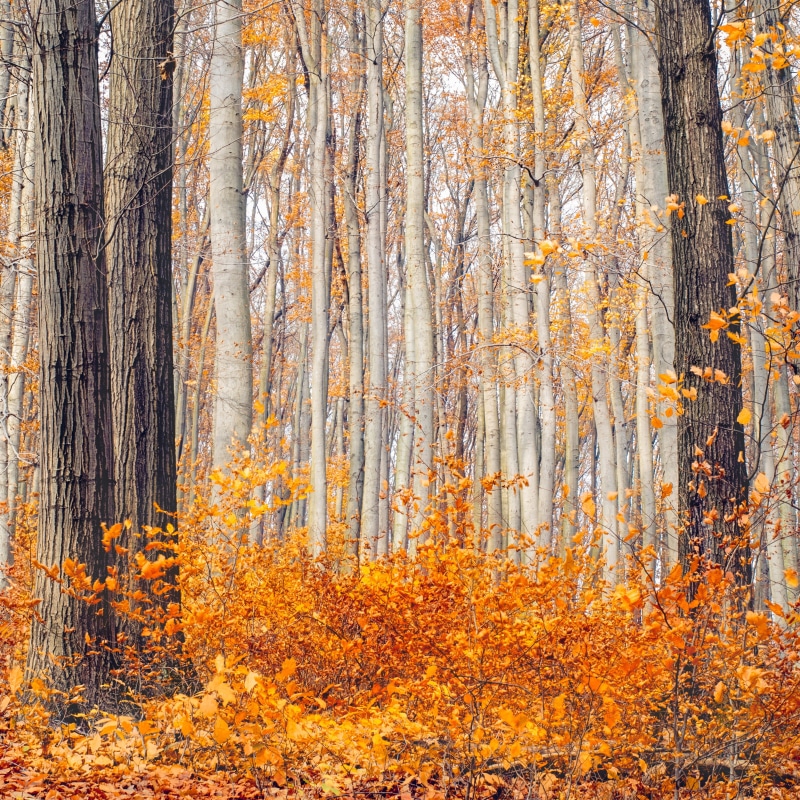 forest, plant part, coloring, outdoors, trees, autumn mood, aesthetic, tranquility, beauty in nature, branches, fall color, yellow, trunk, no people, golden autumn