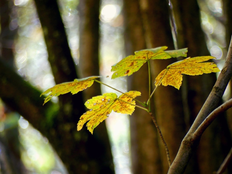 selective focus, plant, autumn, maple leaves, maple, yellow, plant part, outdoors, change, golden autumn, beauty in nature, leaves, vulnerability, nature