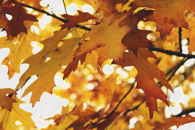 maple tree, tree, fall foliage, day, fall color, plant, maple leaf, low angle view, focus on foreground, natural condition, sunlight, branches, leaf, beauty in nature