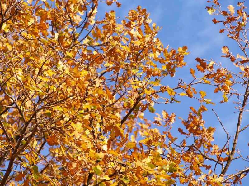 maple leaf, no people, autumn mood, fall color, change, color, outdoors, color change, day, sky, environment, fall, nature, growth, autumn, 2K, leaves