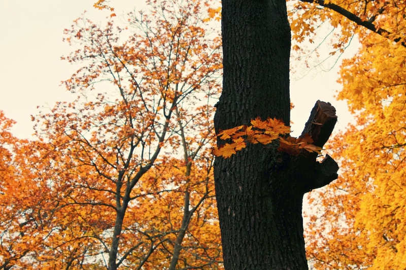 forest, fall color, branch, mood, branches, autumn time, tranquility, tree, atmosphere, yellow, foliage, leaves, golden, orange Color, 2K, growth, autumn