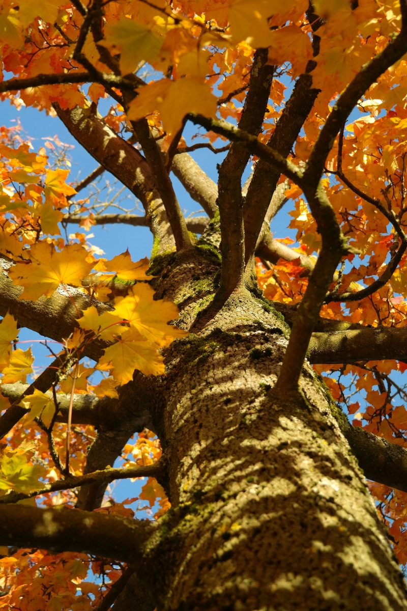 low angle view, foliage, focus on foreground, plant, red orange, acer, orange, aesthetic, natural condition, needle leaf maple, 5K, leaves, fall color