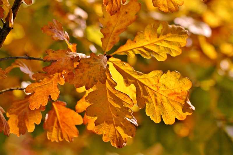 golden autumn, tree, branches, october, aesthetic, 4K, natural condition, outdoors, vulnerability, sunlight, branch, orange color, leaf, beauty in nature