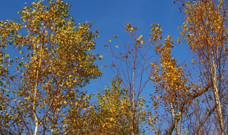 birch tree, fall foliage, day, aesthetic, deciduous tree, autumn, flower, golden autumn, nature, no people, plant, leaf, low angle view, wolkenloser sky