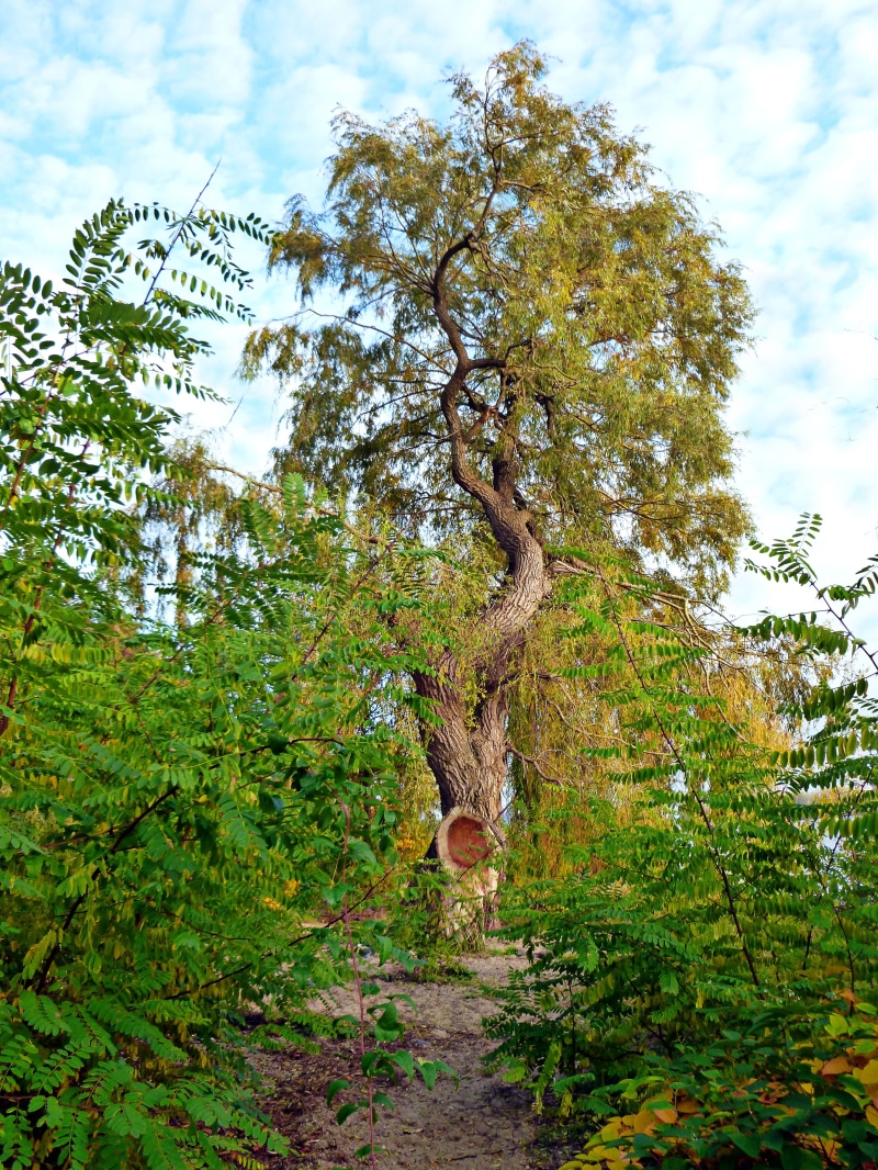 4K, forest, tree, green color, environment, high tree, trunk, autumn, green, cloud - sky, autumn walk, blue sky, field, land, bushes, no people, tranquility