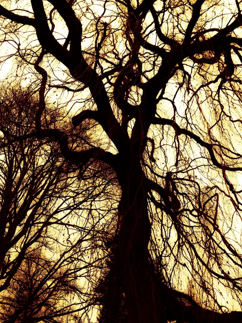 scenics - nature, growth, atmospheric, mood, photo, nature, plant, bare tree, tree trunk, backgrounds, beauty in nature, trunk, 2K, tree canopy, rest