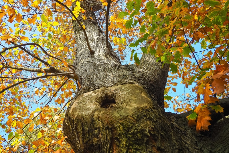 fall leaves, foliage, crown, golden, tree, tranquility, yellow, canopy, autumn colours, time of year, fall color, blue, plant part, wood, bark, no people