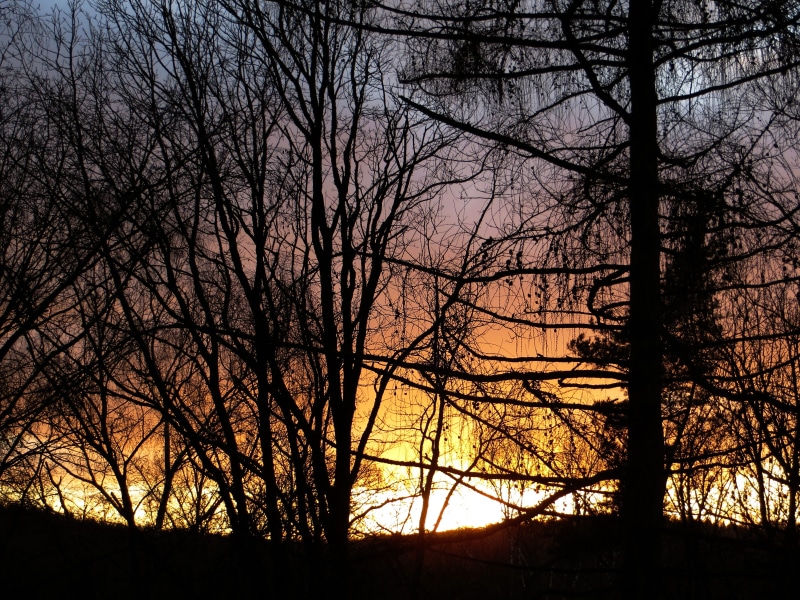 afterglow, orange color, tranquil scene, sunset, romantic, outdoors, tranquility, gradient, back light, scenics - nature, tree, trunk, golden, no people