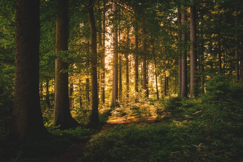 trunk, woodland, no people, nature, fairy tale forest, trail, 5K, sunlight, aesthetic, outdoors, sunbeam, forest path, rest, tranquility, green color