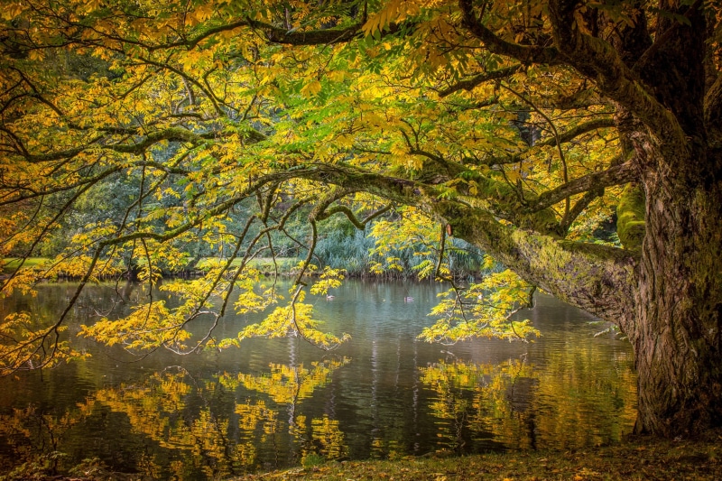 colorful, non-urban scene, beauty in nature, coniferous tree, 2K, daytime, golden autumn, aesthetic, change, nature, autumn collection, woodland, wood