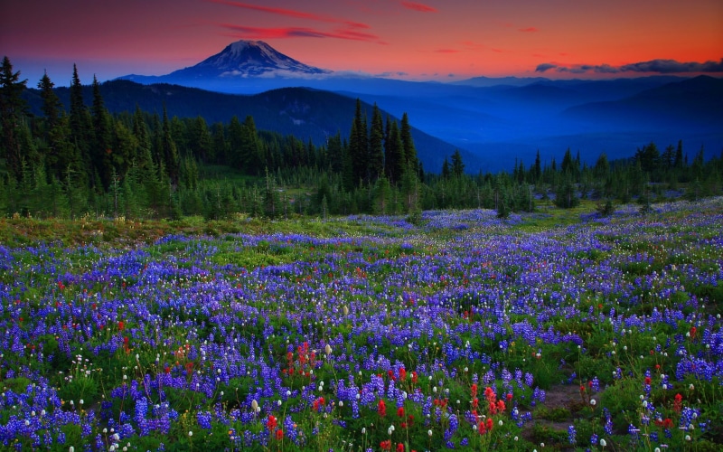 idyllic, mountain range, computer  desktop background hd nature images 1920x1200, tranquil scene, plant, tree, nature, landscape, purple, beauty in nature