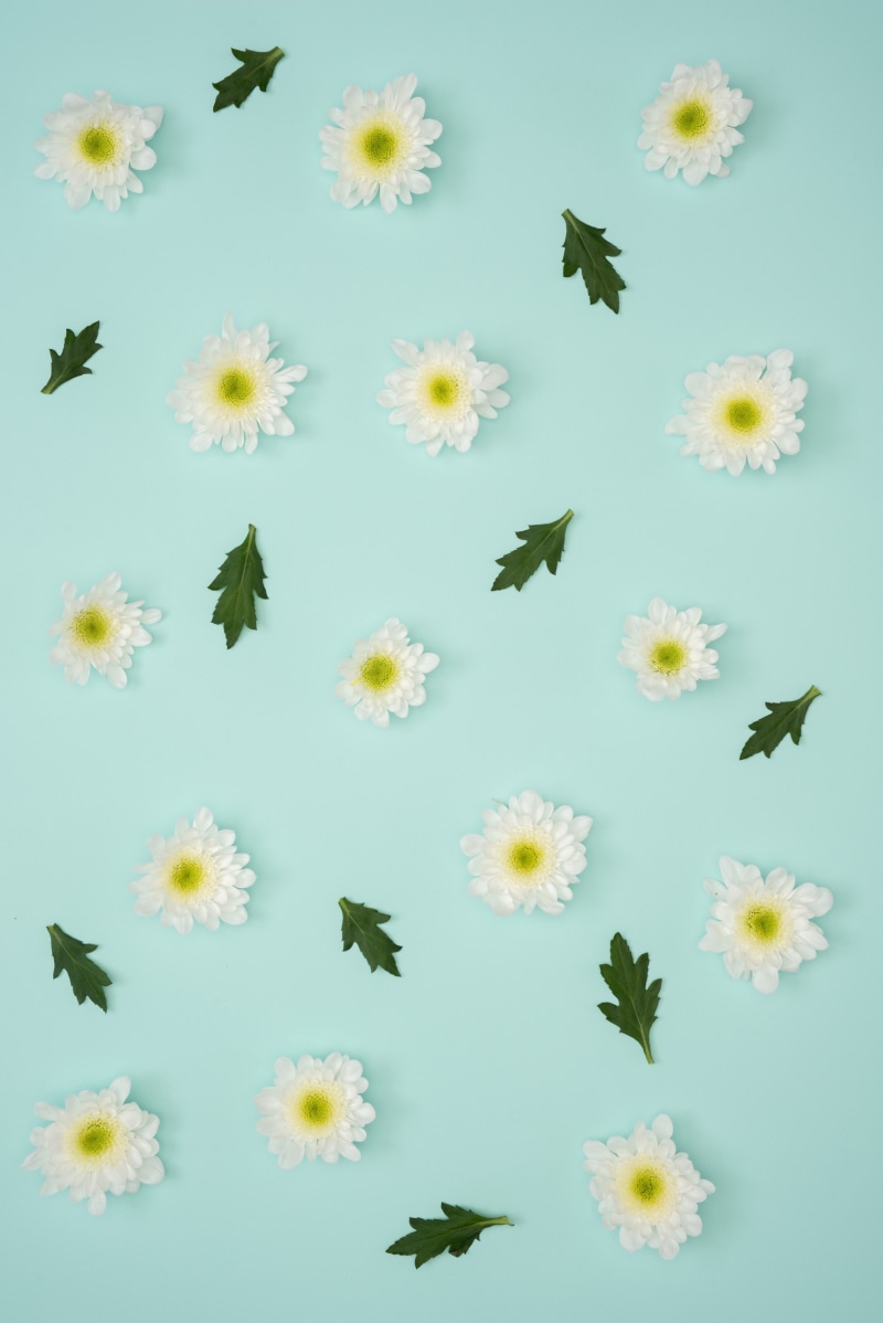 artificial, leaves, colored background, no people, flowers, freshness, inflorescence, flower, springtime, fragility, flowering plant, daisy, studio shot