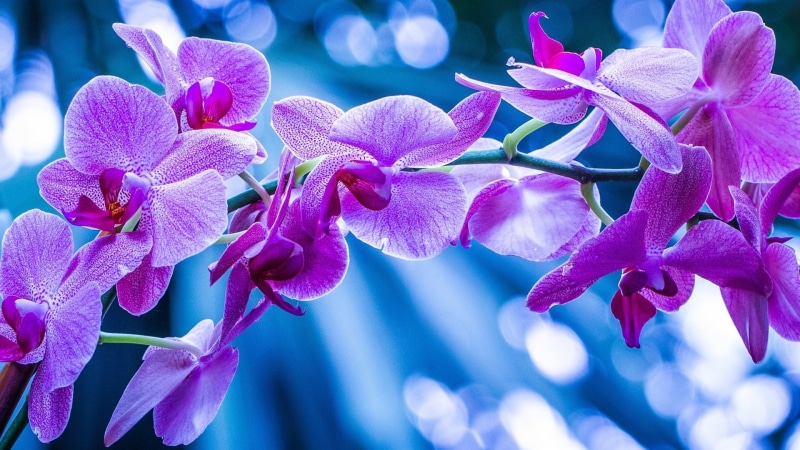 Pink, Orchids, Branch, Phalaenopsis, 1080P, Flowers