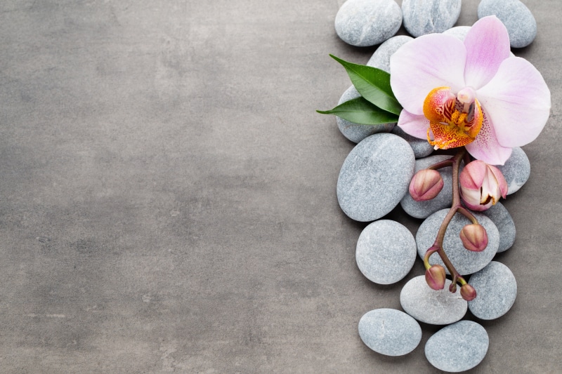 flowers, rock - object, still life, stone, plant, indoors, close-up, pink, rock, 5K, pebble, flower head, flower, flowering plant, stone - object, no people