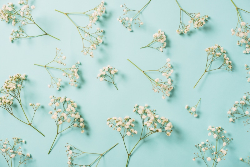 5K, floral, flowers, background, white, spring