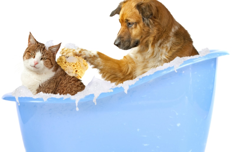 animal, young Animal, feline, bathtub, cute, mammal, bathing, animal themes, indoors, sponge, vertebrate, one animal, purebred Dog, bath, whisker, domestic Cat