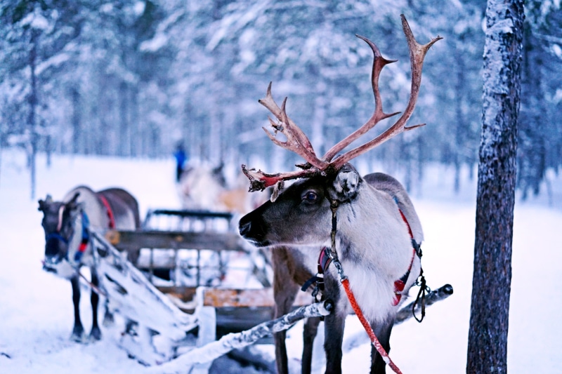 reindeer, covering, nature, domestic animals, land, pulling, field, herbivorous, mammal, no people, deer, working animal, focus on foreground, snowcapped mountain