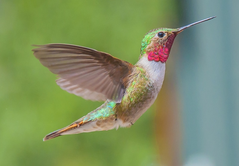 green, hummingbird, nature, white, summer, 4K, joy, bird Watching, animal, mountains, hovering, silver, feather, iridescent, bird, green and white Hummingbird