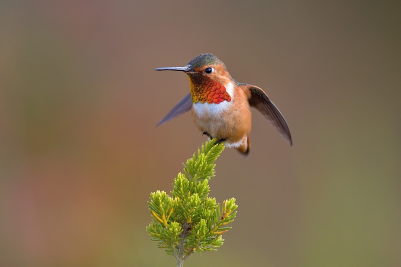 red, America, wildlife, wild, 1080P, birdwatching, songbird, bird Watching, Allens Hummingbird, Santa Cruz, wings, hummingbird, hovering, beak, background