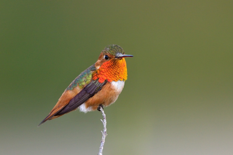 canon  USA, nature, beak, bird, 1080P, travel, allen, brown robin, Allens Hummingbird, Canon 5Ds, summer, f/4, wild, Background, multi Colored, orange