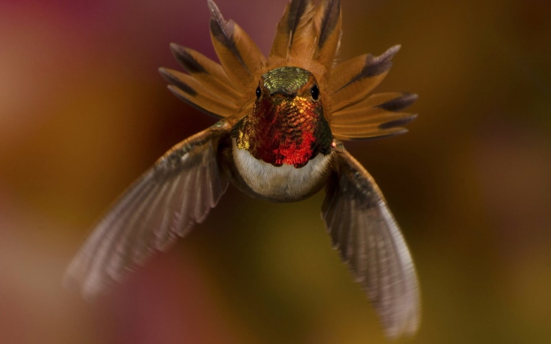 flying, flapping, focus on foreground, close-up, selective focus, outdoors, animal wildlife, vertebrate, animal body part, nature, figurine, animal, red