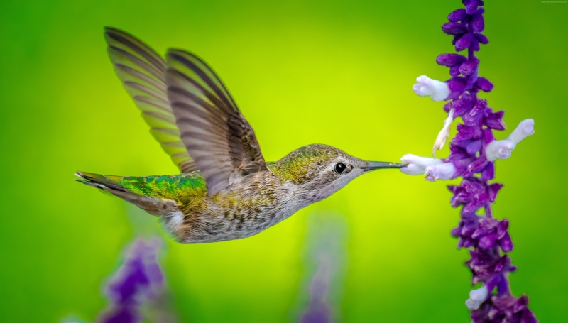 flower, Hummingbird, bird, 4K, 5k