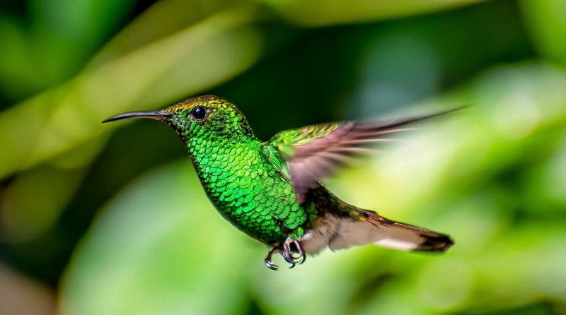 720P, Bird, Birds, Kolibri, Hummingbird