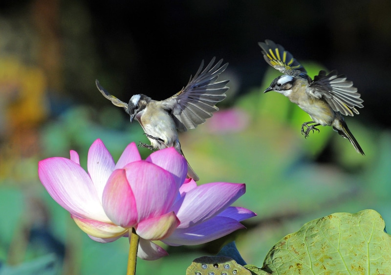 Flower, Animal, Bird, Lotus, Birds, 1080P, Hummingbird