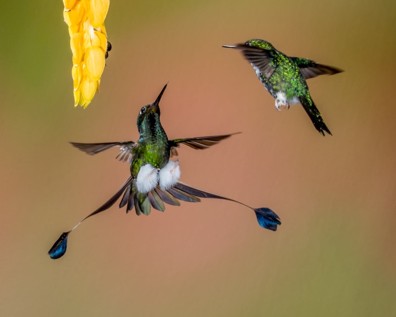 hummingbird, nature, two, Defending, Booted Racket-tail, Territory, Lens, wildlife, closeup, aviary, iridescent, Go Away, bird, flying, closeup photography