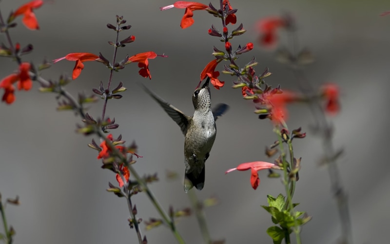 2K, vertebrate, close-up, animals, mid-air, day, animal themes, nature, hummingbird, flowers, animals in the wild, water, bird, focus on foreground, animal wildlife
