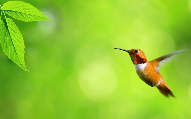 2K, focus on foreground, animal wildlife, animals in the wild, flying, no people, mid-air, animal themes, one animal, Ave, motion, Naturaleza, close-up