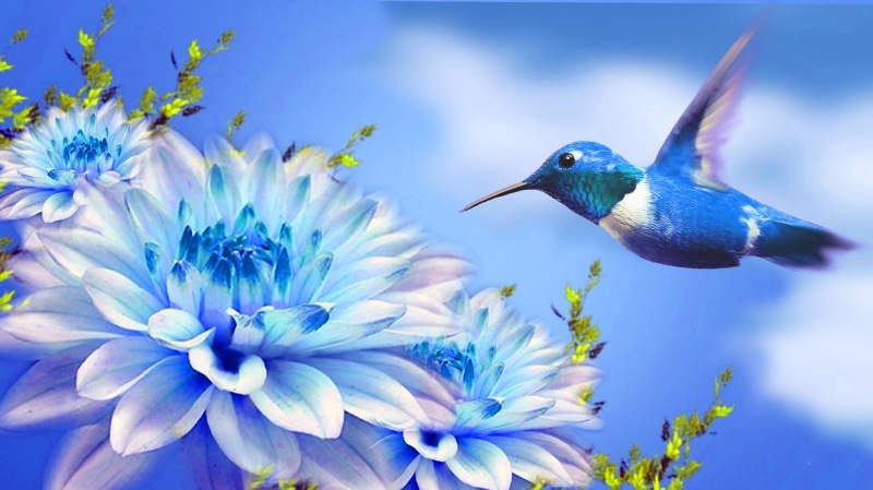 white, Hummingbird, bird, 4K, perspective, animal, point of view, clouds, near, illustration, beauty, contrast, hovering, blue sky, yellow, nature, white flower