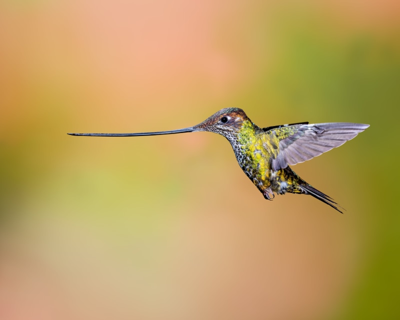 flyingh, in-flight, wildlife, beak, spread Wings, Sword-billed Hummingbird, animal, color Image, 4K, bad manners, songbird, selective, selective focus