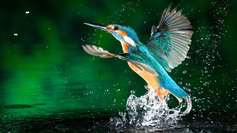 hummingbird, fly, 1080P, animals, art, water, bird