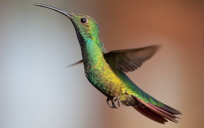 nature, hummingbird, animal, no people, focus on foreground, birds, animal themes, flapping, mid-air, 1080P, flying, figurine, green, spread wings, green color