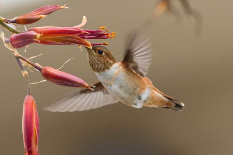 bird, flying, yard, hummingbird, allen, 1080P, selasphorus sasin, hovering, animal, wildlife, red, beak, Allens Hummingbird, nature, United States, Morro Bay  California