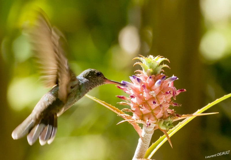 hummingbirds, day, close-up, 720P, beauty in nature, flowering plant, animal, bird, birds, mid-air, animal wildlife, flying, growth, animals in the wild