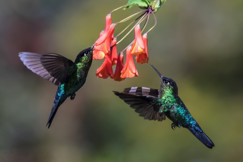 mid-air, focus on foreground, animal, vertebrate, hummingbird 4k mac background, day, close-up, two animals, outdoors, nature, animals in the wild, animal themes
