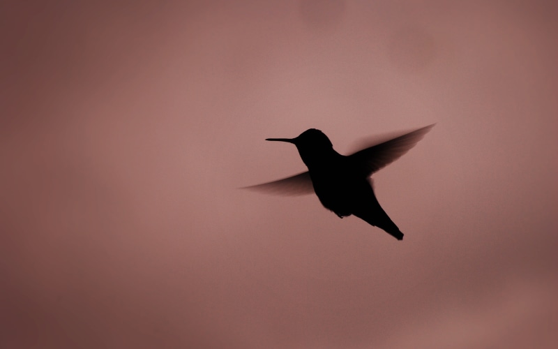animal themes, simple background, animals in the wild, wild, bird, full length, white, animals, black, flying, 4K, sky, nature, outdoors, decor, mid-air