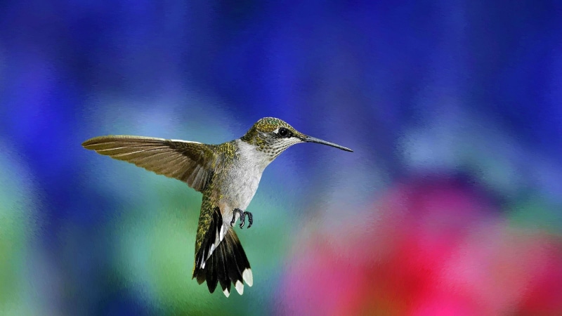animal themes, birds, animal, flapping, mid-air, hummingbird, animals in the wild, spread wings, full length, 2K, nature, blurred motion, hovering, animal wildlife