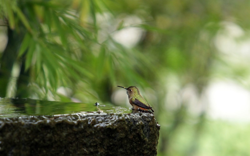 one animal, 1080P, side view, plants, nature, animals in the wild, plant, no people, animal themes, tree, perching, green color, macro, close-up, birds